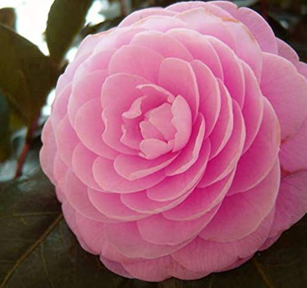 Pink Camellia Elegant Garden Flower - for planting in home garden